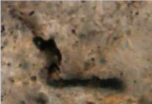 Ancient fossil microorganisms indicate that life in the universe is common This is a 3.465 billion year-old fossil microorganism from Western Australia.