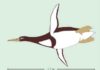 Ancient penguin was as big as a (human) Pittsburgh Penguin ancient giant penguin Kumimanu biceae
