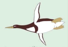 Ancient penguin was as big as a (human) Pittsburgh Penguin ancient giant penguin Kumimanu biceae