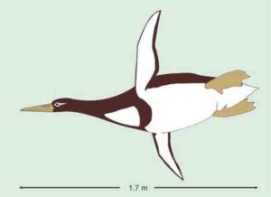 ancient giant penguin Kumimanu biceae