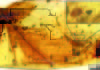 Dinosaur parasites trapped in 100-million-year-old amber tell blood-sucking story Hard tick grasping a dinosaur feather preserved in 99 million-year-old Burmese amber.