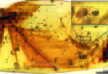 Dinosaur parasites trapped in 100-million-year-old amber tell blood-sucking story Hard tick grasping a dinosaur feather preserved in 99 million-year-old Burmese amber.