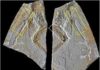 Early avian evolution: The Archaeopteryx that wasn‘t Haarlem specimen