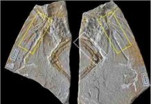 Early avian evolution: The Archaeopteryx that wasn‘t Haarlem specimen