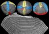 Fossil orphans reunited with their parents after half a billion years Pseudooides
