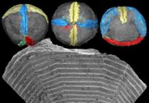 Fossil orphans reunited with their parents after half a billion years Pseudooides