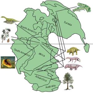 This map of Pangea shows the distribution of life during the late Permian period