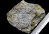 How the oldest compound eyes were constructed Trilobite