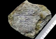 How the oldest compound eyes were constructed Trilobite