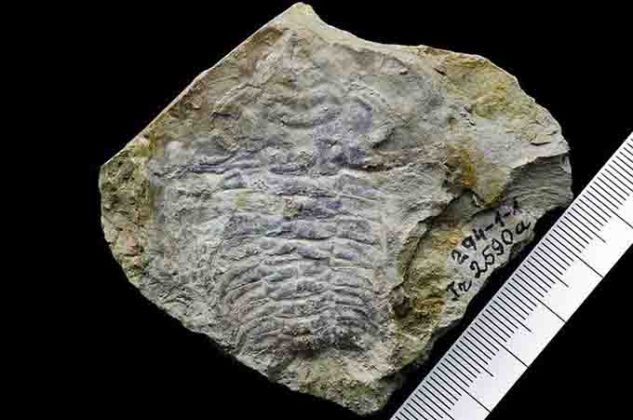 First Complex Eyes How the oldest compound eyes were constructed | Geology Page