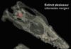 It’s all in the ears: Inner ears of extinct sea monsters mirror those of today’s animals Transparent skulls of an extinct plesiosaur (top) and a living crocodile (bottom).