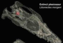 It’s all in the ears: Inner ears of extinct sea monsters mirror those of today’s animals Transparent skulls of an extinct plesiosaur (top) and a living crocodile (bottom).