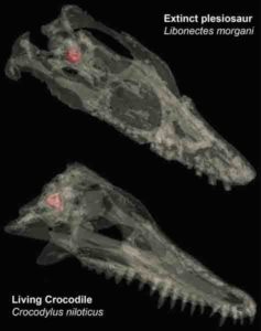 Transparent skulls of an extinct plesiosaur (top) and a living crocodile (bottom). 
