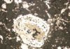 This is a reflected light image of a metal-sulphide clast in the enstatite chondrite ALH 77295