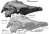 New ancient dolphin species Urkudelphis chawpipacha discovered in Ecuador Skull, Urkudelphis chawpipacha MO-1 (holotype) in right lateral view.