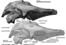 New ancient dolphin species Urkudelphis chawpipacha discovered in Ecuador Skull, Urkudelphis chawpipacha MO-1 (holotype) in right lateral view.