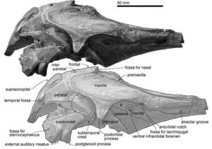 Skull, Urkudelphis chawpipacha MO-1 (holotype) in right lateral view.