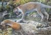 New species of extinct marsupial lion discovered in Australia Reconstruction of Wakaleo schouteni