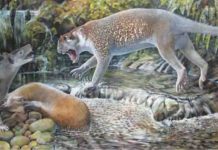 New species of extinct marsupial lion discovered in Australia Reconstruction of Wakaleo schouteni