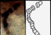 Oldest fossils ever found show life on Earth began before 3.5 billion years ago An example of one of the microfossils discovered in a sample of rock recovered from the Apex Chert, a rock formation in western Australia that is among the oldest and best-preserved rock deposits in the world.