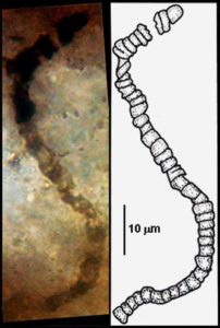 An example of one of the microfossils discovered in a sample of rock recovered from the Apex Chert, a rock formation in western Australia that is among the oldest and best-preserved rock deposits in the world. 