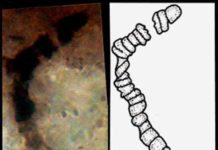 Oldest fossils ever found show life on Earth began before 3.5 billion years ago An example of one of the microfossils discovered in a sample of rock recovered from the Apex Chert, a rock formation in western Australia that is among the oldest and best-preserved rock deposits in the world.
