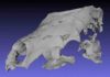 Primitive fossil bear with a sweet tooth identified from Canada’s High Arctic Digital reconstruction of the Canadian Arctic fossil bear