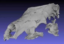 Digital reconstruction of the Canadian Arctic fossil bear