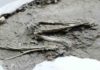 Pterosaur hatchlings needed their parents, trove of eggs reveals A fossilised pterosaur mandible