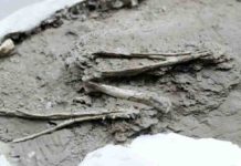 Pterosaur hatchlings needed their parents, trove of eggs reveals A fossilised pterosaur mandible