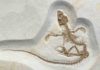 Recently discovered fossil shows transition of a reptile from life on land to life in the sea Vadasaurus herzogi fossil.