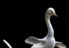Synchrotron sheds light on the amphibious lifestyle of a new raptorial dinosaur Halszkaraptor escuilliei