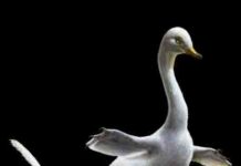 Synchrotron sheds light on the amphibious lifestyle of a new raptorial dinosaur Halszkaraptor escuilliei