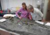 The oldest plesiosaur was a strong swimmer skeleton of Rhaeticosaurus