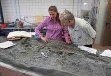 The oldest plesiosaur was a strong swimmer skeleton of Rhaeticosaurus