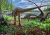 A new species of turkey-sized dinosaur is discovered from Australia Diluvicursor pickeringi holotype
