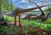 A new species of turkey-sized dinosaur is discovered from Australia Diluvicursor pickeringi holotype