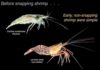 An adaptation 150 million years in the making Snapping Shrimp