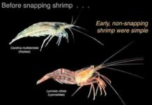 An adaptation 150 million years in the making Snapping Shrimp