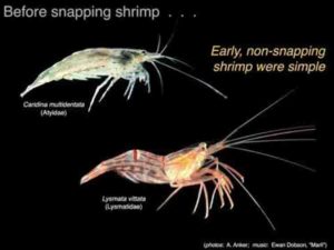 Snapping Shrimp