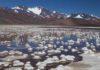 Arsenic and permafrost microbes help hunt for life on Mars Bacteria survive in the harsh conditions of the Andean lakes of Argentina among high concentrations of arsenic.
