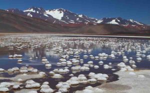 Bacteria survive in the harsh conditions of the Andean lakes of Argentina among high concentrations of arsenic.