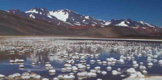 Bacteria survive in the harsh conditions of the Andean lakes of Argentina among high concentrations of arsenic.