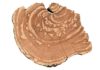 Between the lines: Tree rings hold clues about a river’s past By analyzing centuries-old growth rings from trees in the Intermountain West, researchers at USU are extracting data about monthly streamflow trends from periods long before the early 1900s when recorded observations began.
