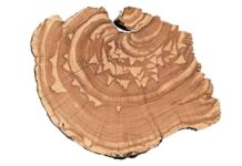 Between the lines: Tree rings hold clues about a river’s past By analyzing centuries-old growth rings from trees in the Intermountain West, researchers at USU are extracting data about monthly streamflow trends from periods long before the early 1900s when recorded observations began.