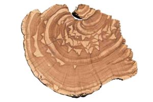 By analyzing centuries-old growth rings from trees in the Intermountain West, researchers at USU are extracting data about monthly streamflow trends from periods long before the early 1900s when recorded observations began. 