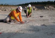 Digitally preserving important Arkansas dinosaur tracks Dinosaur tracks.