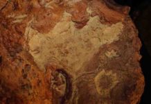 Dinosaur age meets the space age Detail view of a cast from the sandstone slab imprinted with more than 70 dinosaur and mammal tracks discovered at NASA's Goddard Space Flight Center in Greenbelt, Maryland.