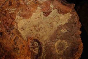 Detail view of a cast from the sandstone slab imprinted with more than 70 dinosaur and mammal tracks discovered at NASA's Goddard Space Flight Center in Greenbelt, Maryland.