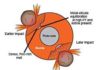 Earth’s core and mantle separated in a disorderly fashion Earth experienced multiple large impacts; the high-pressure and -temperature conditions caused pockets of core and mantle partitioning that persist as chemically distinct today.